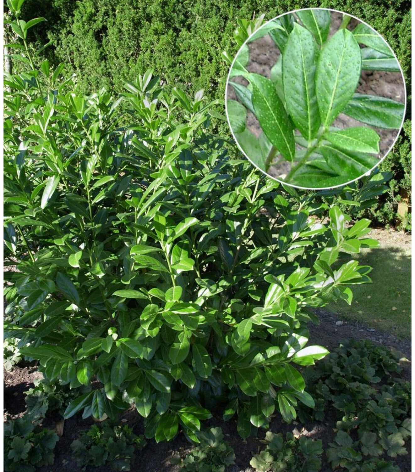 BaldurGarten KirschlorbeerHecke (1 Pflanze) ab 10,95