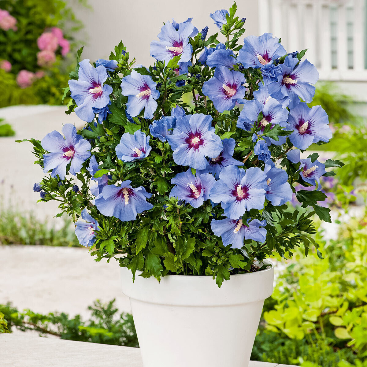 Gärtner Pötschke GartenHibiskus Marina blau ab 19,99