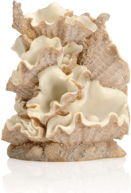 biOrb Palourde pour aquarium