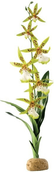 Exo Terra Spider Orchid (PT2991)