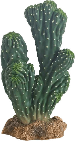 Hobby Cactus Victoria