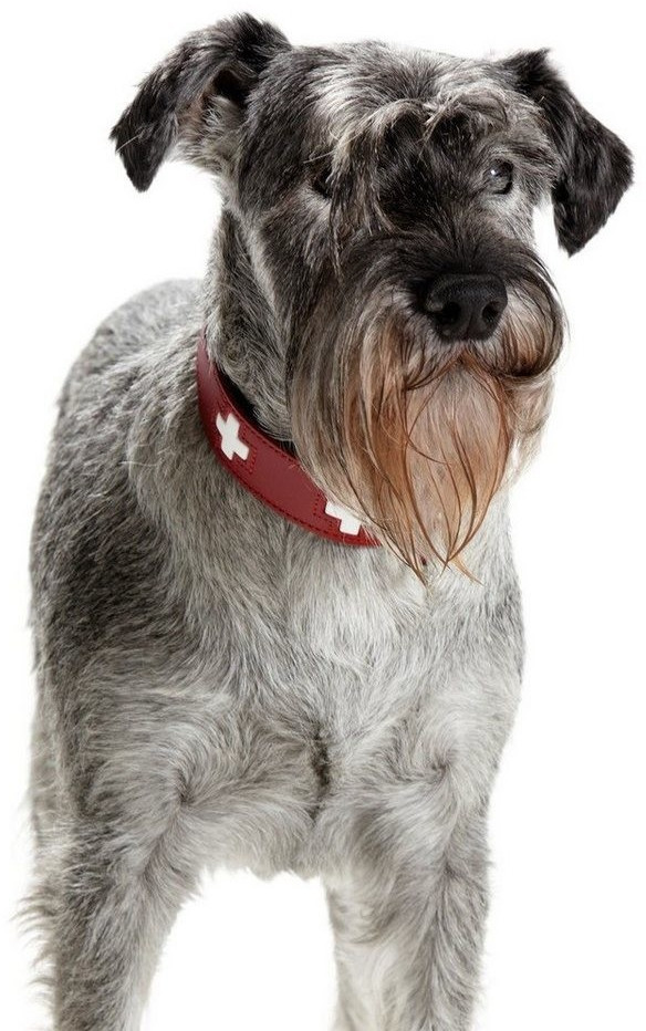 HUNTER Collier pour chien Swiss 55 39mm/41-49cm red/black