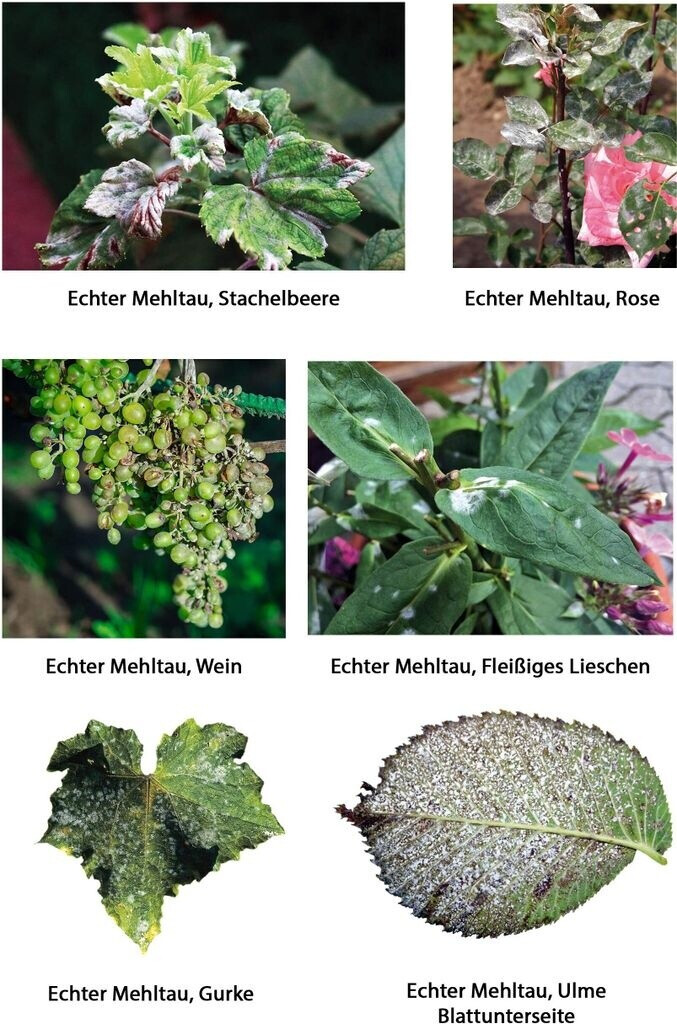 Naturen Naturen 129075 - view 6