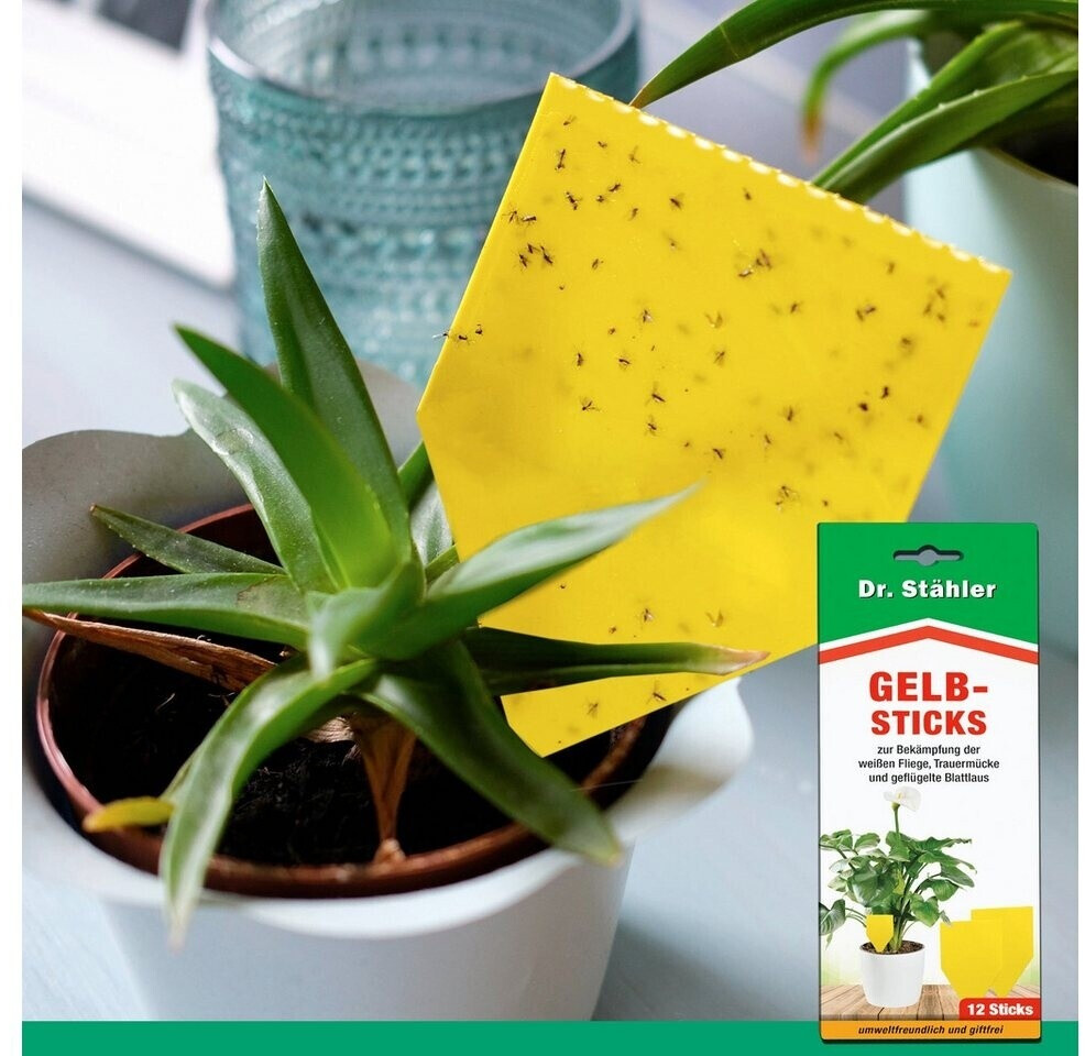 Dr. Dr. Stähler 124538 - detail view