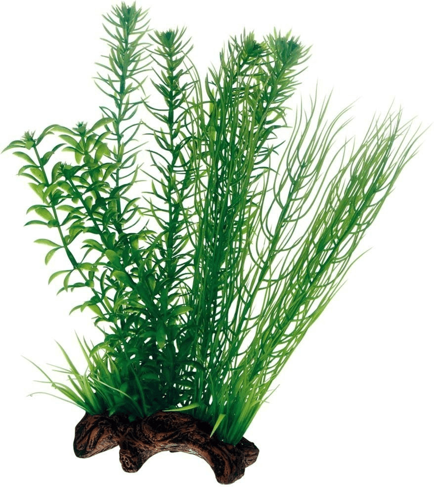 Hobby Flora Root 2 L 30cm