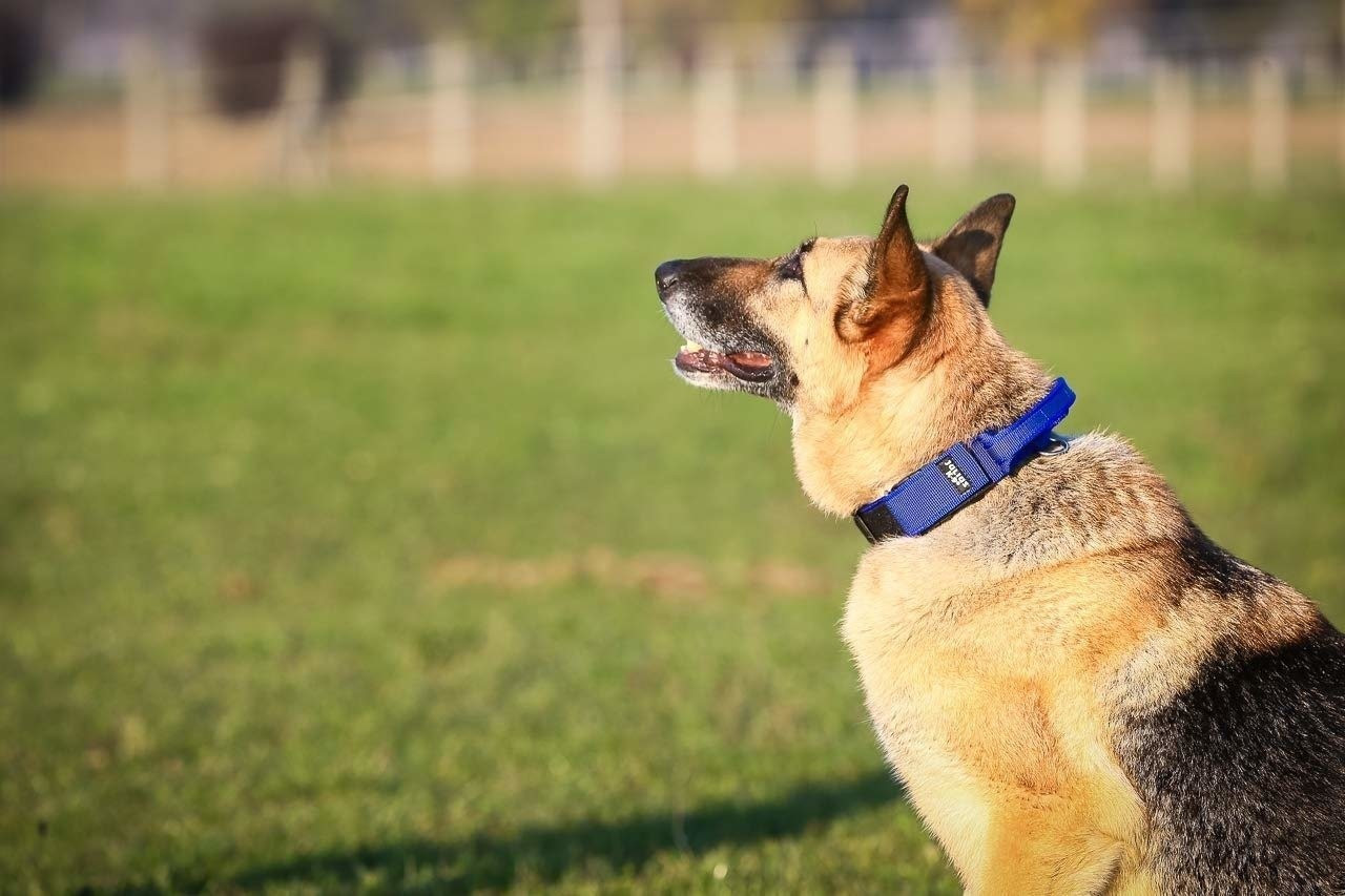 Julius K-9 Collier pour chien bleu Julius K-9 Collier pour chien bleu