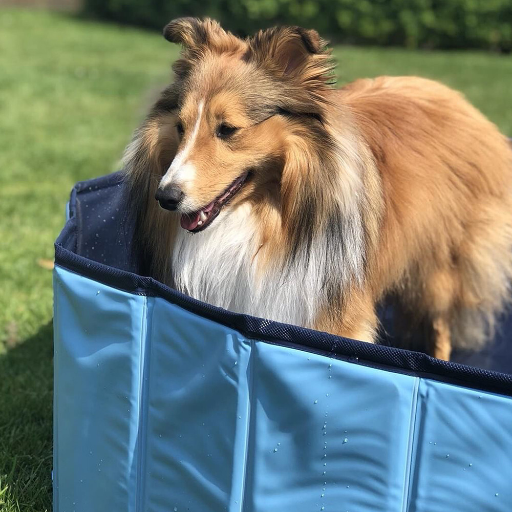 Trixie Piscine pour chien 80 x 20 cm