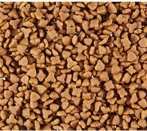 Royal canin 33 cat food outlet