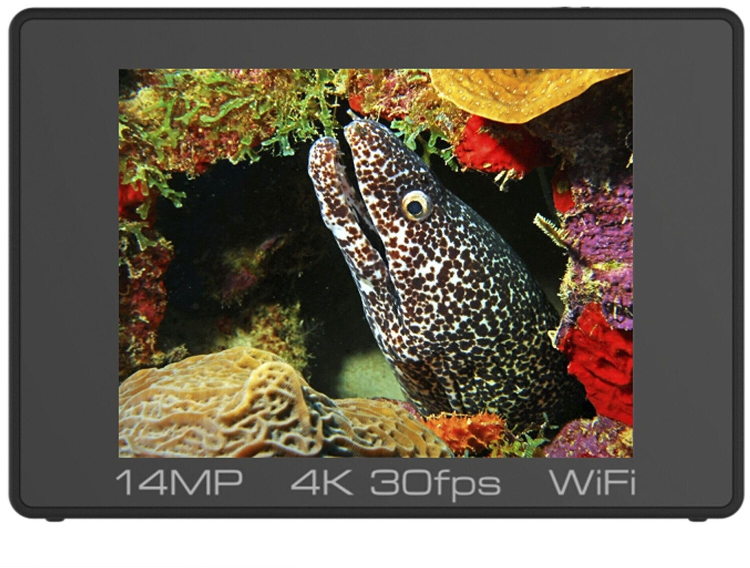 reefmaster sealife camera rm 4k reefmaster sealife camera rm 4k