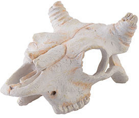 Exo Terra Buffalo Skull