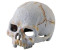 Exo Terra Primate Skull (PT2926)
