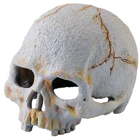 Exo Terra Primate Skull (PT2926)