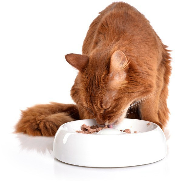 Lucky-Kitty Gamelle pour chat en céramique M 18 cm