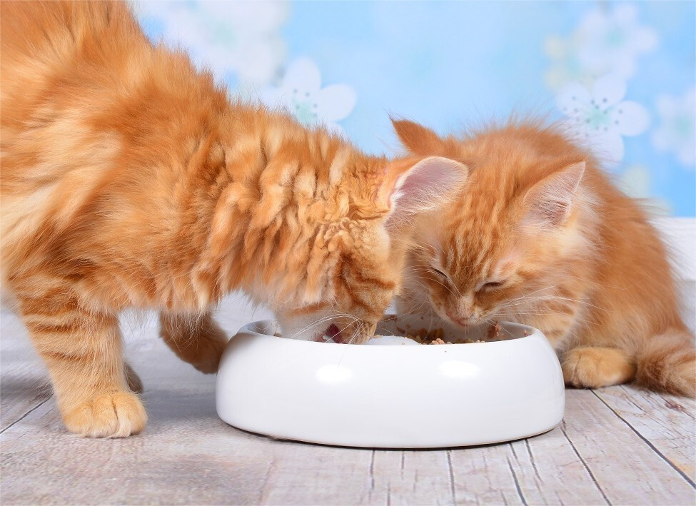Lucky-Kitty Gamelle pour chat M 18 cm Lucky-Kitty Gamelle pour chat M 18 cm
