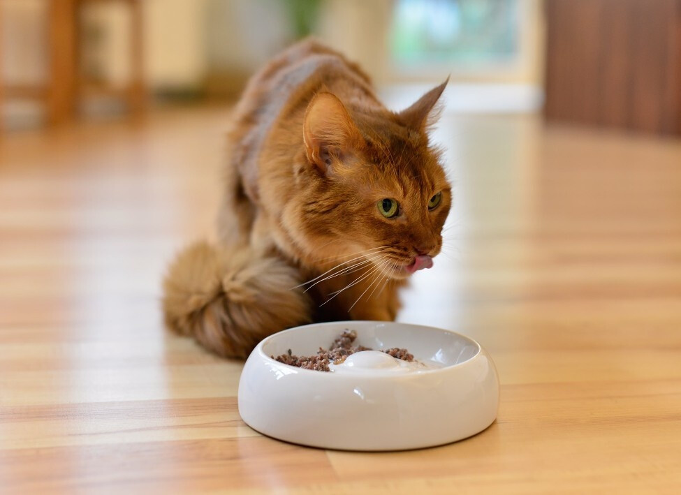 Lucky-Kitty Gamelle pour chat M 18 cm Lucky-Kitty Gamelle pour chat M 18 cm