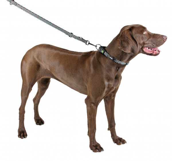 Kerbl Collier lumineux pour chien 25-40 cm x 20 mm Kerbl Collier lumineux pour chien 25-40 cm x 20 mm