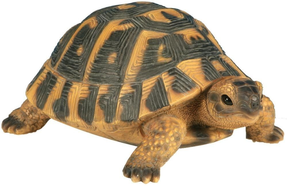 Riviera System Tortue Hermann petit modèle