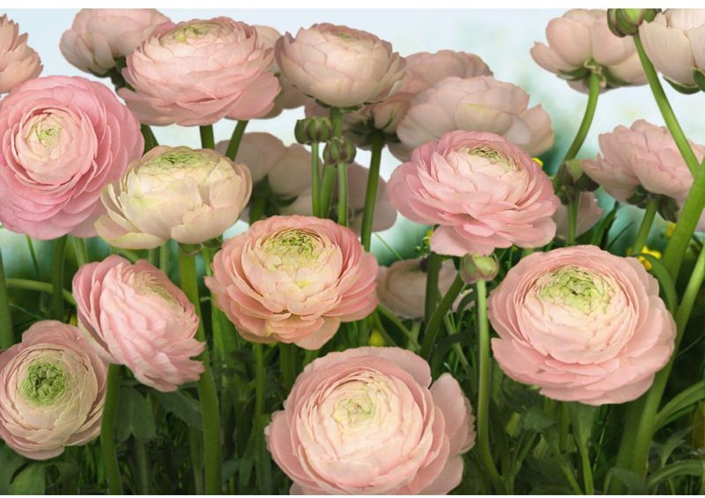 Komar GENTLE Rosé 368 x 254cm
