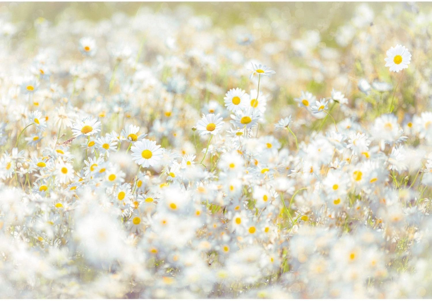 Komar DAISIES, 368 x 254 cm