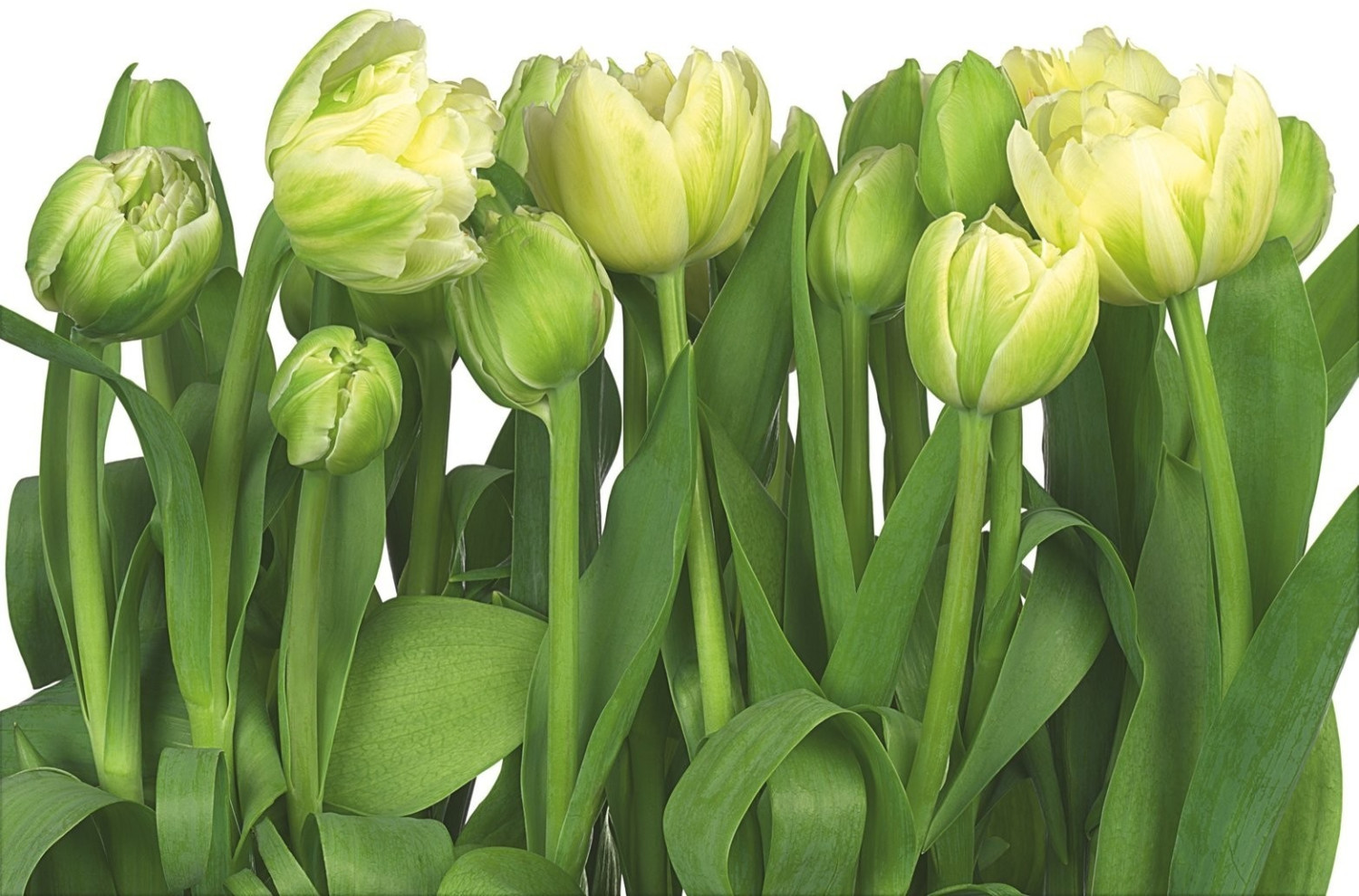 Komar Tulips 368 x 254 cm