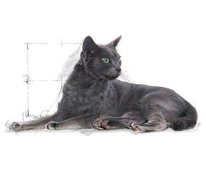 Royal Canin Indoor Sterilised 7+ Katzenfutter – 12 X 85 G, Alleinfuttermittel Für Wohnungskatzen Ab 7 Jahren