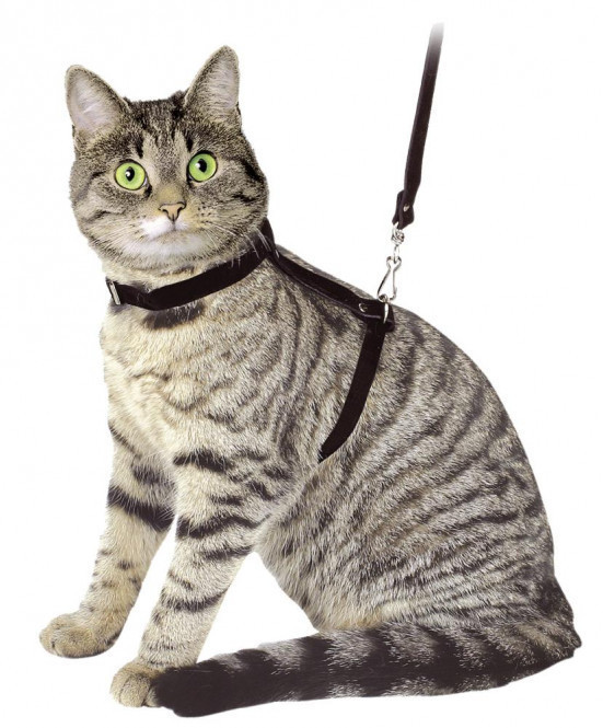 Kerbl Harnais pour chat avec laisse noir