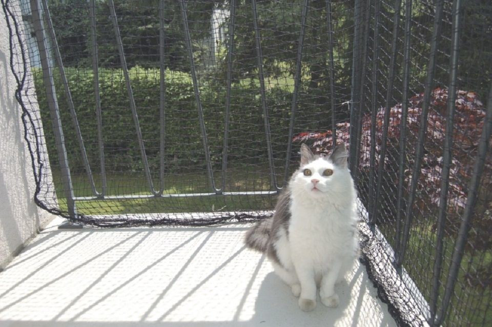 Windhager Filet de protection pour chat 2.5x6m Windhager Filet de protection pour chat 2.5x6m