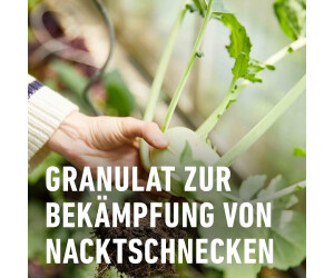 dinkel saatgut kaufen Dinkel Bio-Saat, 1 kg – Eschenfelder main image 1