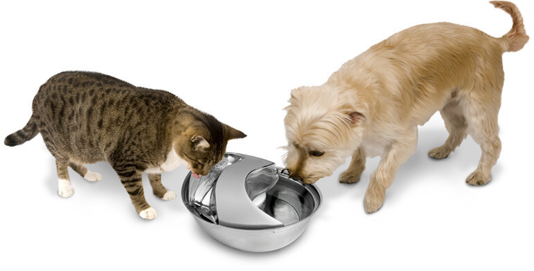 Pioneer Pet Fontaine à eau pour chat Pioneer Pet Fontaine à eau pour chat