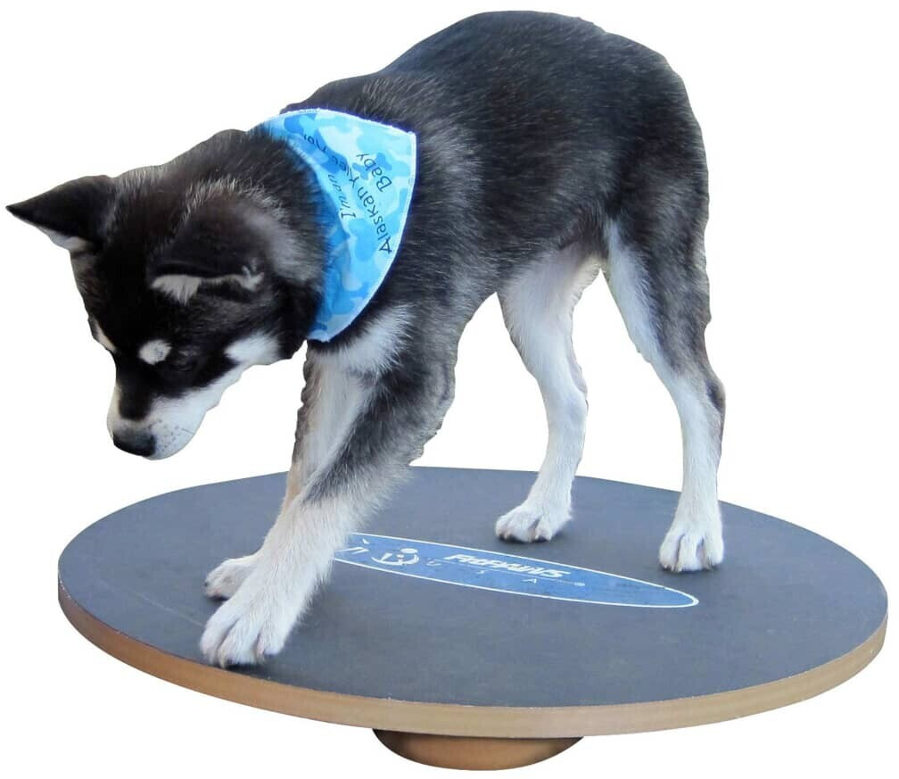 FitPAWS Jouet d'occupation pour chien FitPAWS Jouet d'occupation pour chien