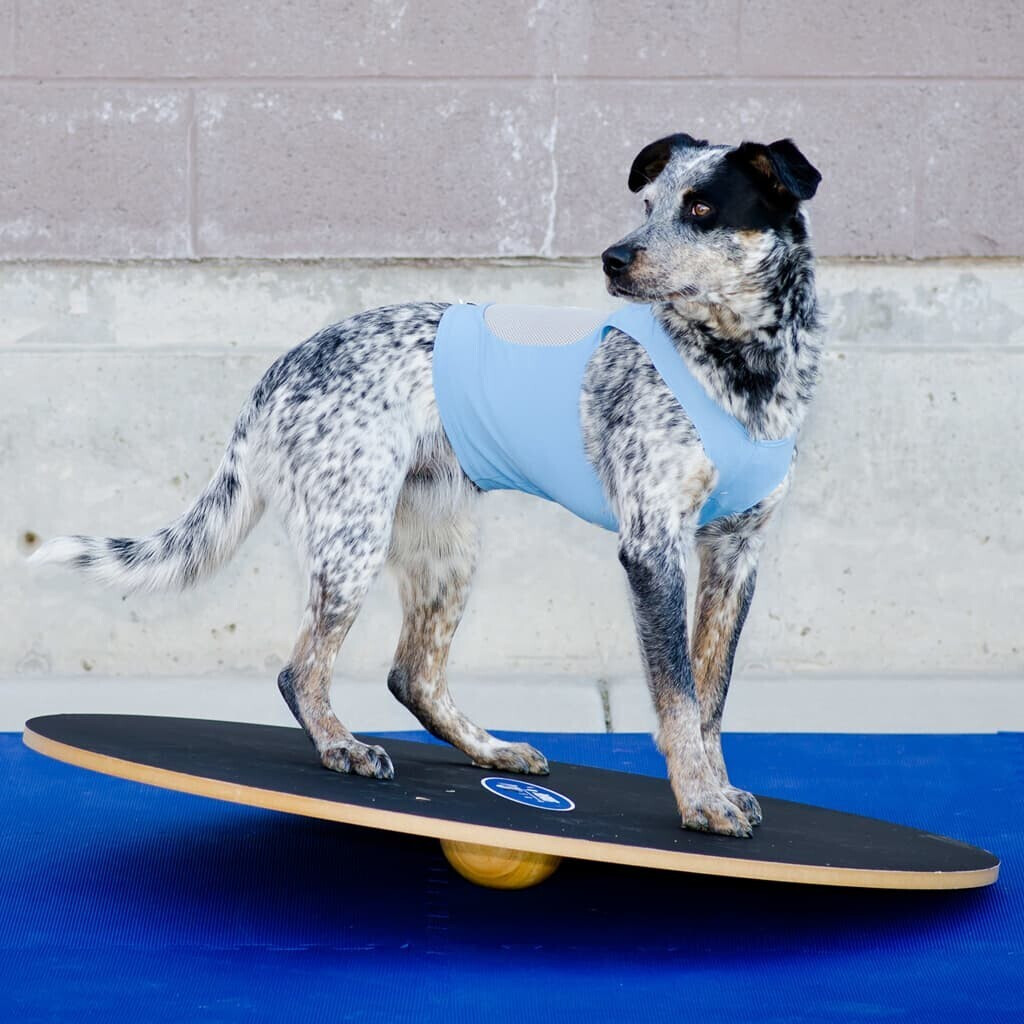 FitPAWS Jouet d'occupation pour chien FitPAWS Jouet d'occupation pour chien