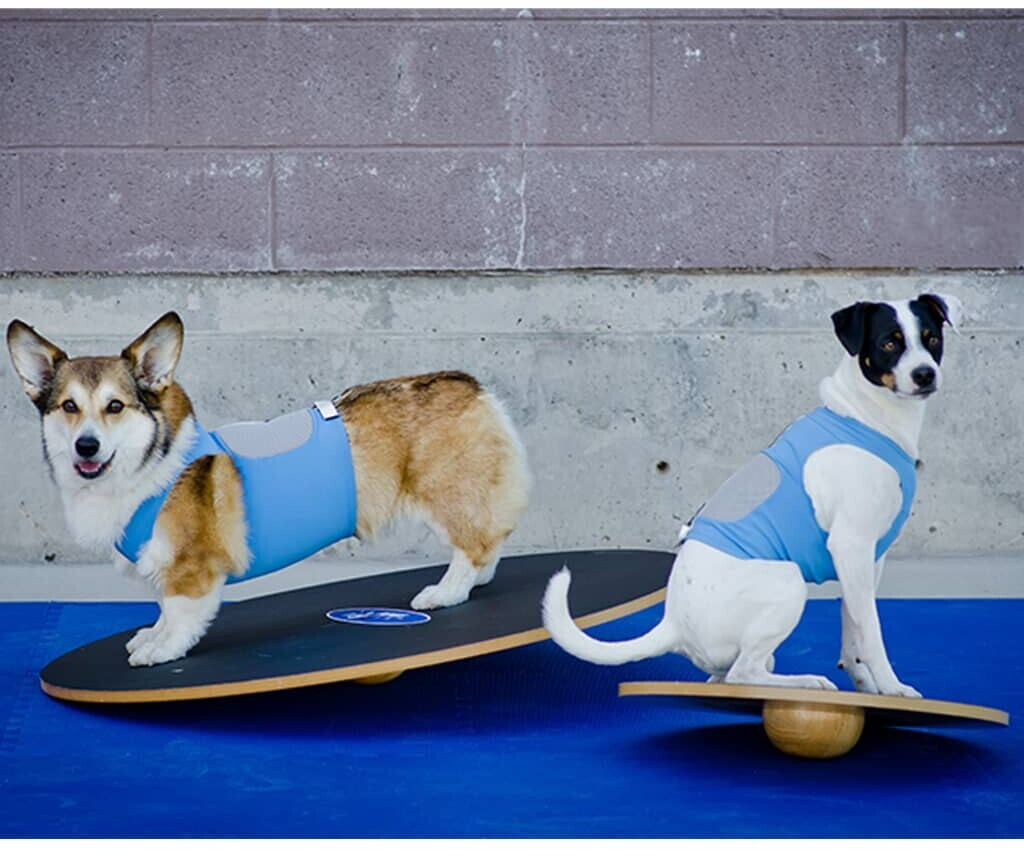 FitPAWS Jouet d'occupation pour chien FitPAWS Jouet d'occupation pour chien