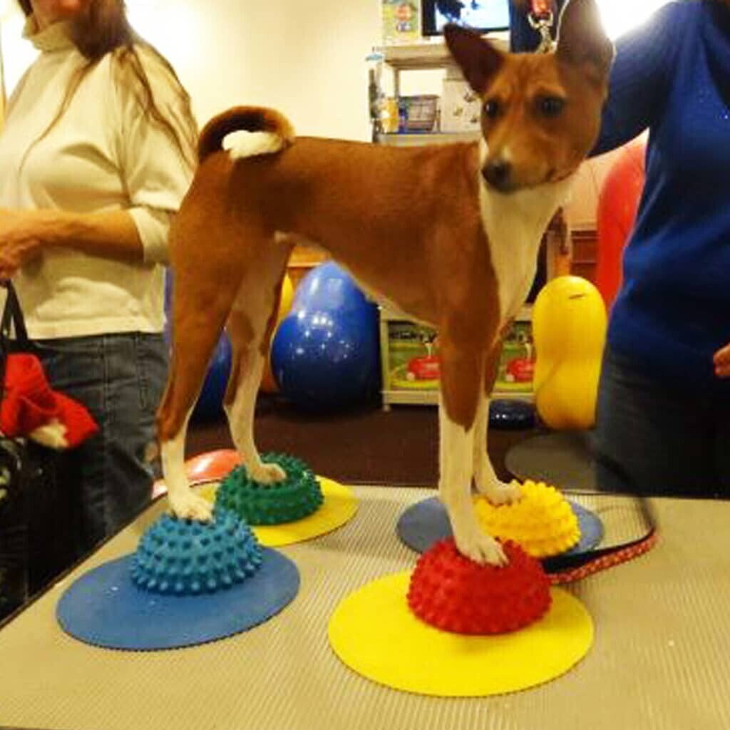 FitPAWS Jouet d'occupation pour chien FitPAWS Jouet d'occupation pour chien