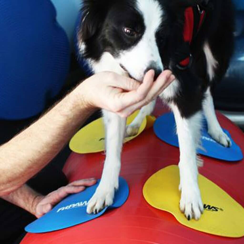 FitPAWS Jouet d'occupation pour chien FitPAWS Jouet d'occupation pour chien