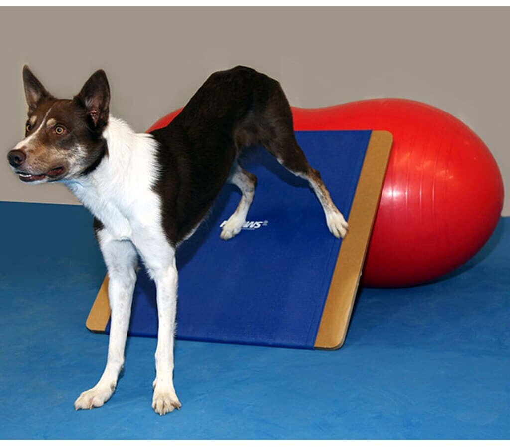 FitPAWS Jouet d'occupation pour chien FitPAWS Jouet d'occupation pour chien