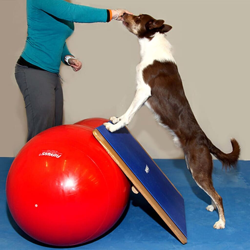 FitPAWS Jouet d'occupation pour chien FitPAWS Jouet d'occupation pour chien