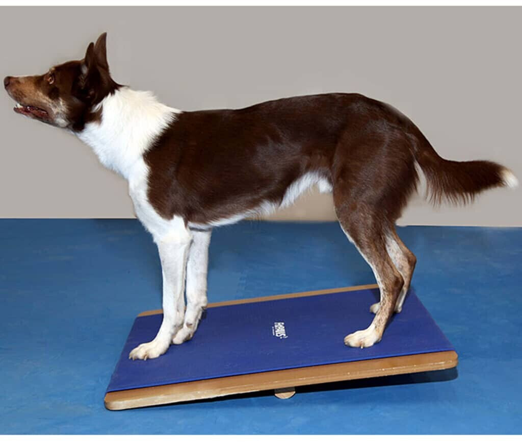 FitPAWS Jouet d'occupation pour chien FitPAWS Jouet d'occupation pour chien