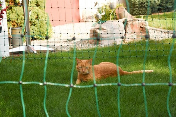 Kerbl Filet de protection pour chat Kerbl Filet de protection pour chat