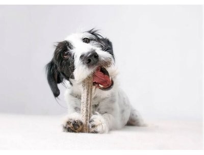 QCHEFS Friandises dentaires pour chien QCHEFS Friandises dentaires pour chien
