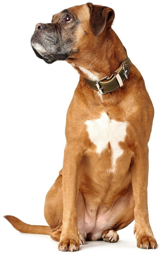 HUNTER Collier pour chien 30 olive green