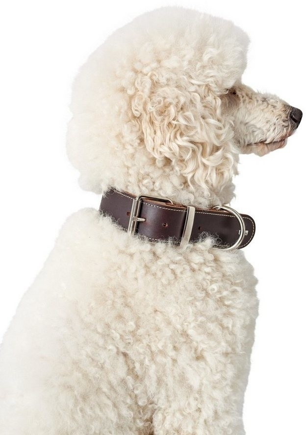 HUNTER Collier pour chien 55 dark brown