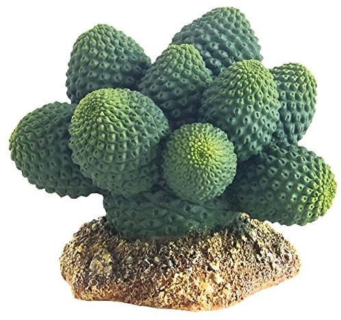 Hobby Cactus Atacama 7 cm (37018)