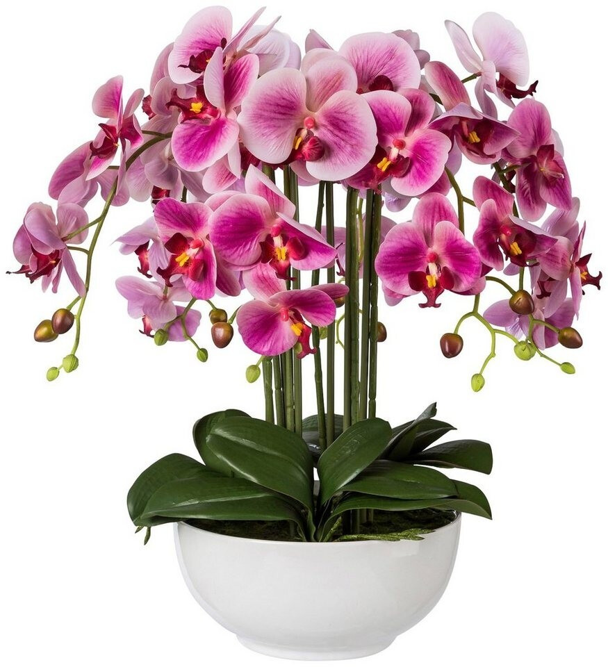 Phalaenopsis bei in Preisvergleich | Orchidee 76,83 Keramikschale ab 54cm Gasper €