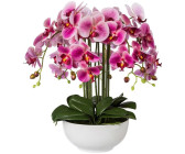 Gasper Orchidee Phalaenopsis 54cm in ab Keramikschale | € Preisvergleich 76,83 bei