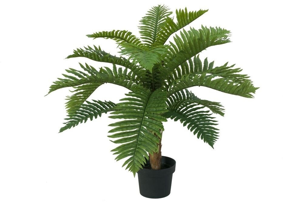Europalms Cycas - 70 cm