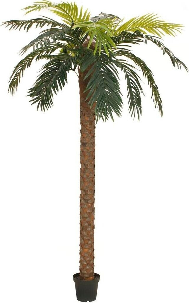 Europalms Phoenix - 250 cm