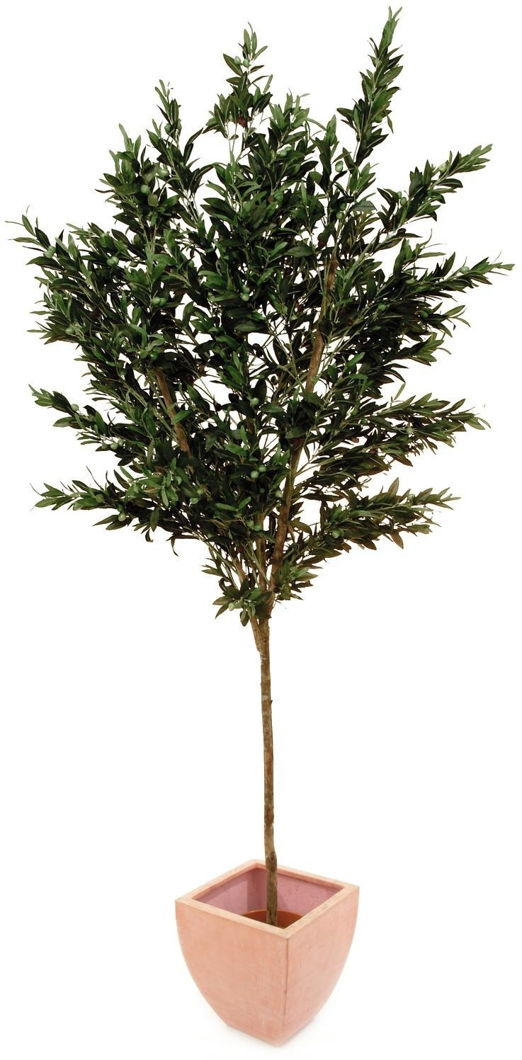 Europalms Olivier - 250 cm