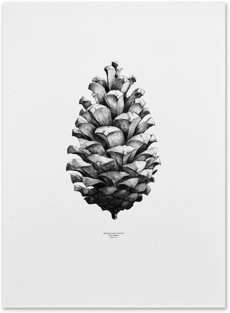 Paper Collective Nature 1:1 Pine Cone
