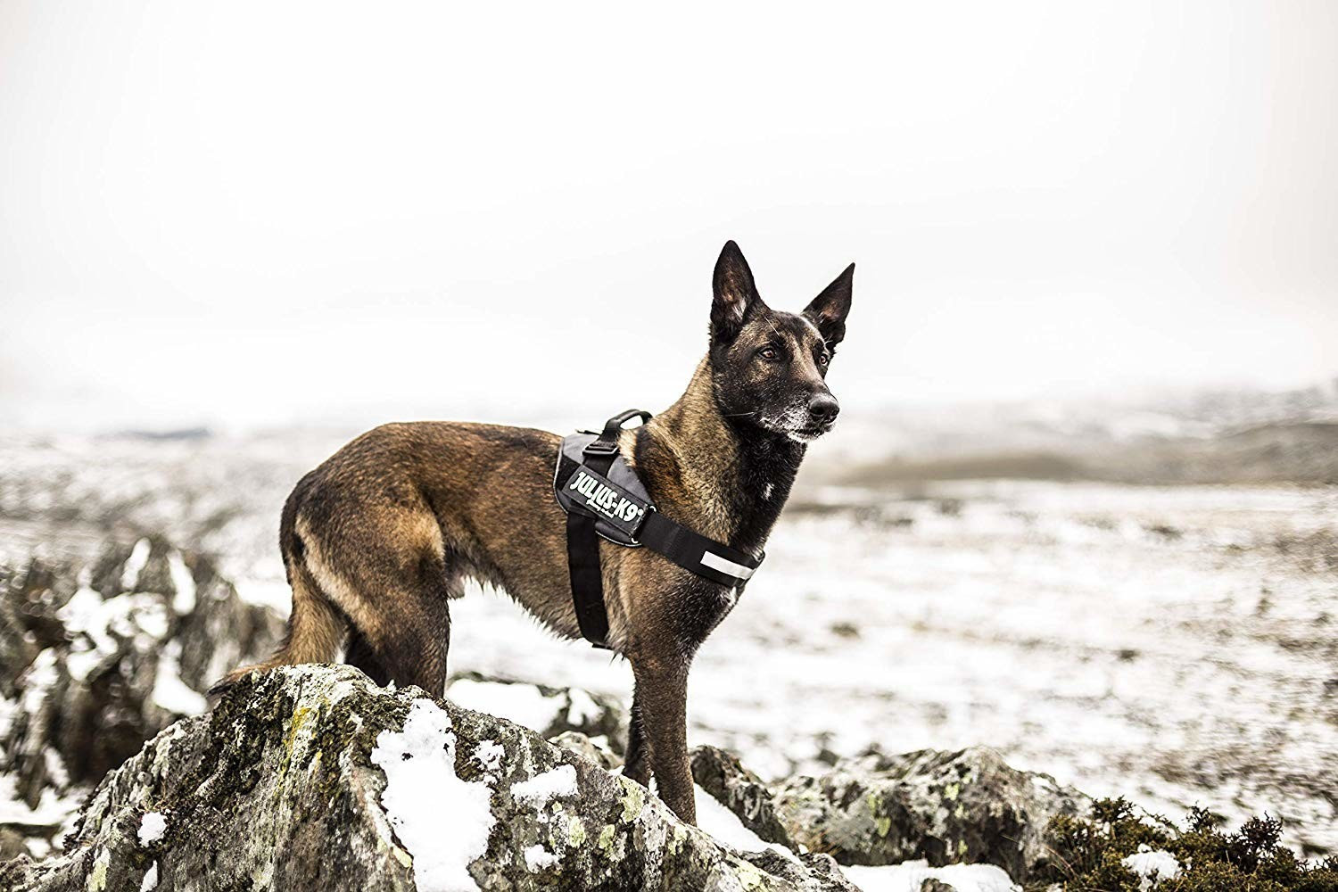Julius K-9 Harnais pour chien taille 2 anthracite Julius K-9 Harnais pour chien taille 2 anthracite