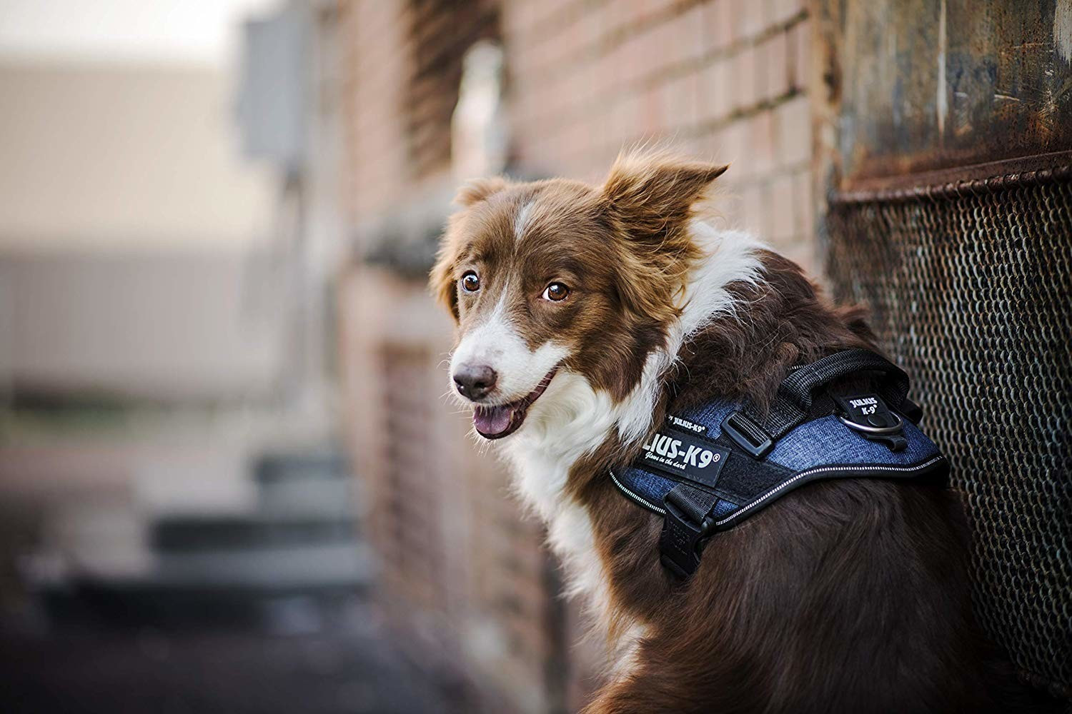 Julius K-9 Harnais pour chien taille 0 denim Julius K-9 Harnais pour chien taille 0 denim